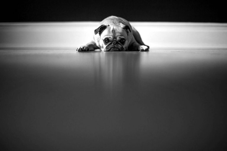 dog-9a